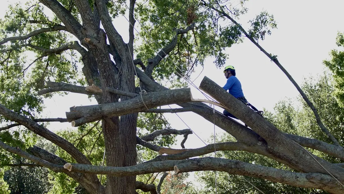 Professional Crown Thinning performed by certified arborists in Iredell