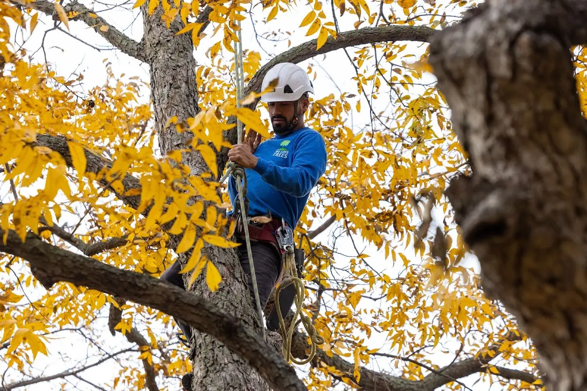 Skilled Tree Transplanting crew working in Iredell